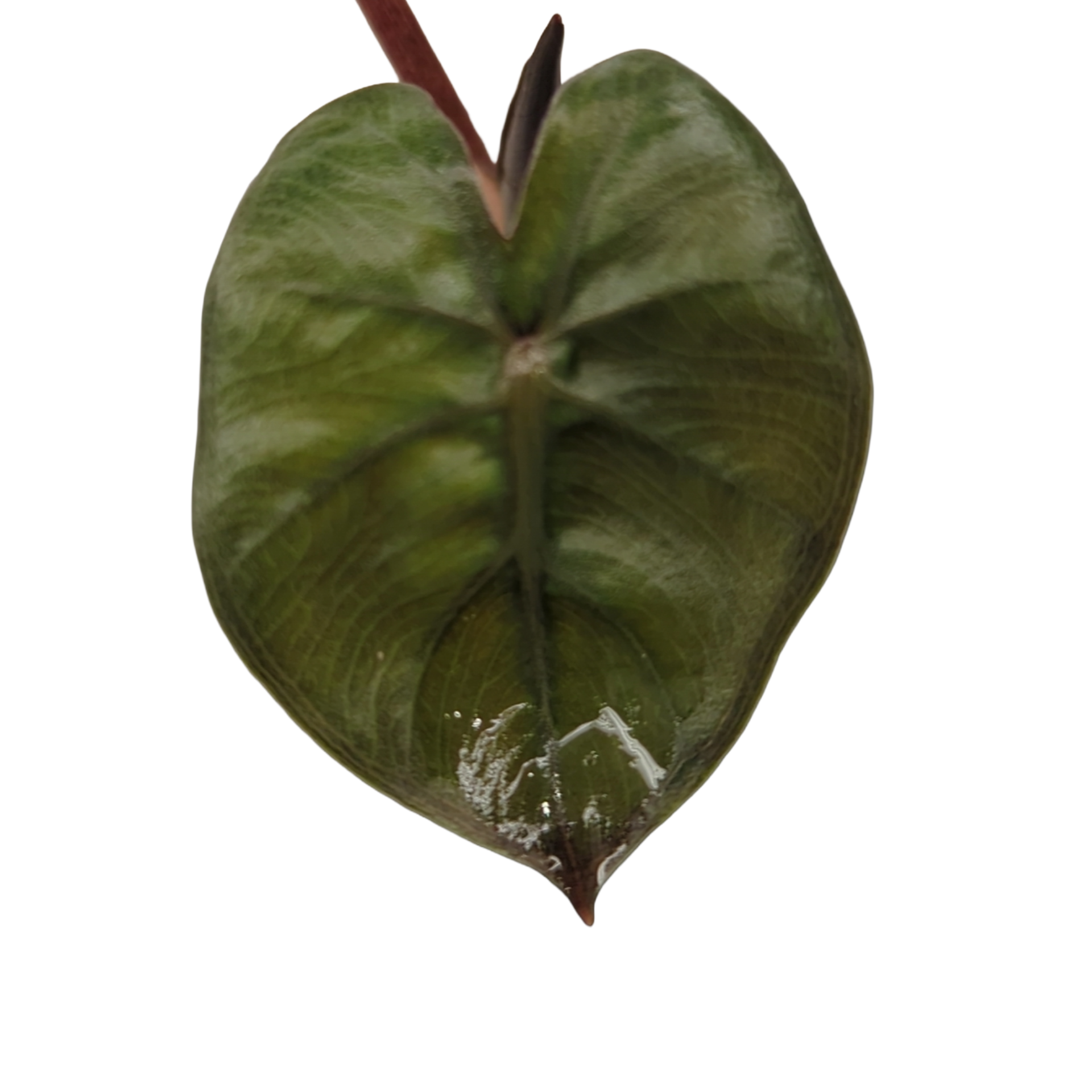 Baby Alocasia plumbea Nigra + selbstbewässernder Übertopf 3